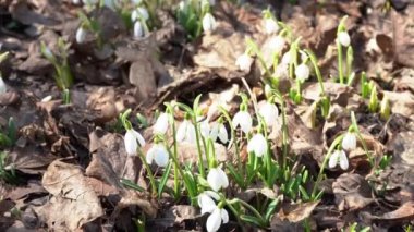 Beyaz kardelen çiçekleri. Bahar çiçeği arkaplanı. Rüzgarda sallanan kartopu tomurcuğu. Güneşli bir gün. Yaban çuha çiçeği. Galanthus Nivalis yakın plan. İlk çiçek..