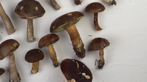 Set de champiñones en la mesa vista superior. Cocinar muchas setas diferentes. Seta Russula, hongo porcini, boletus, polaco. Comida y preparación de otoño. Cosecha forestal — Vídeos de Stock