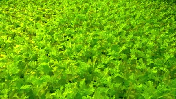 温室でフリーズリーフレタスを栽培します アンディーまたはチコリのサラダフラット 最後はチック リウム エンダイブは栄養価の高い植物です 緑の葉と茂み ビタミン食品の束 — ストック動画
