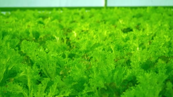 温室でフリーズリーフレタスを栽培します アンディーまたはチコリのサラダフラット 最後はチック リウム エンダイブは栄養価の高い植物です 緑の葉と茂み ビタミン食品の束 — ストック動画