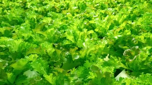 Cultivez Laitue Frite Dans Une Serre Salade Andivy Chicorée Lat — Video