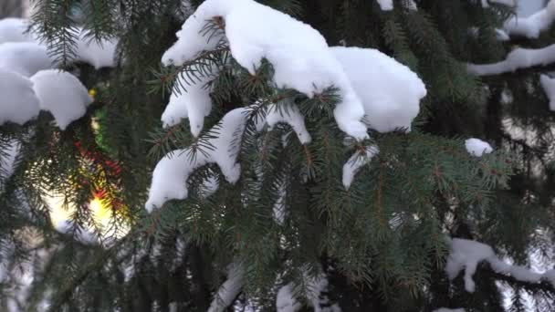 冬の時間だ。雪に覆われたクリスマスツリー、木の枝の風に揺れる。松、針葉樹の木のクローズアップ。針と雪片 — ストック動画