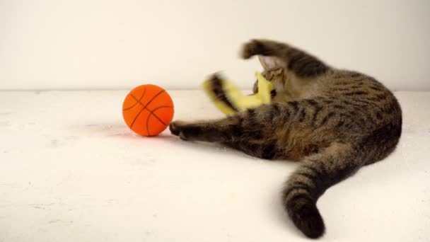 O gato joga com uma bola. Animal de estimação em casa. Gatinho fofo brincalhão listrado de raça europeia — Vídeo de Stock