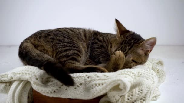 A macska megmossa a mancsát. Háziállat otthon. Európai fajtájú csíkos bolyhos cica. A macska alszik és mos. — Stock videók