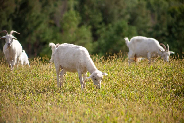 Een kudde geiten graast in de weide. Boeren. Zelfwandelende geit. Boerderij weiland. Zomer dag. Geiten eten gras. — Stockfoto