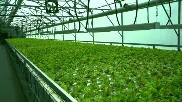 Cultiva lechuga en el invernadero. Plantaciones de Frize y Ensalada verde. Arbustos verdes y plántulas en la granja. Agricultura. Vitamina y alimentos saludables — Vídeos de Stock