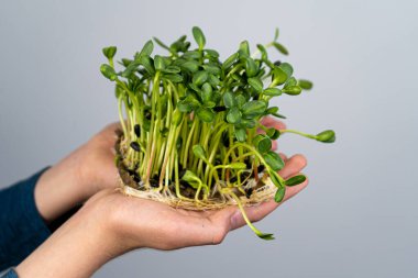 Mikroyeşili elinde tut. Ayçiçeği tohumu ekimi. Filizlenmiş filizler. Şehir bahçesinde. Organik vejetaryen yemeği. Faydalı vitaminler. Evde büyümek. Güneş akıntısı yaprakları. Mikroyeşili büyüt