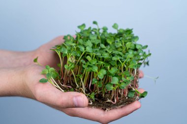 Mikroyeşili elinde tut. Ayçiçeği tohumu ekimi. Filizlenmiş filizler. Şehir bahçesinde. Organik vejetaryen yemeği. Faydalı vitaminler. Evde büyümek. Güneş akıntısı yaprakları. Mikroyeşili büyüt