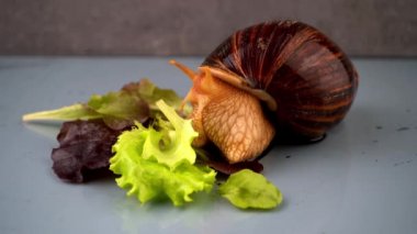 Büyük salyangoz Achatina yeşil salata yemek için boynuzlarını kabuğundan çıkarır. Evde salyangoz besinleri ve bakımı. Hayvan portresi. Dev Achatina salyangozu sürünüyor.