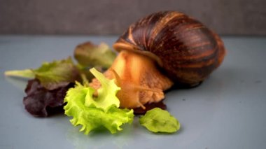 Büyük salyangoz Achatina yeşil salata yemek için boynuzlarını kabuğundan çıkarır. Evde salyangoz besinleri ve bakımı. Hayvan portresi. Dev Achatina salyangozu sürünüyor.