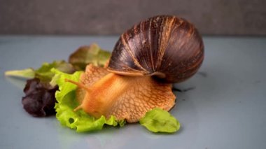Büyük salyangoz Achatina yeşil salata yemek için boynuzlarını kabuğundan çıkarır. Evde salyangoz besinleri ve bakımı. Hayvan portresi. Dev Achatina salyangozu sürünüyor.