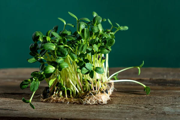 Ahşap kasede mikro yeşil yetişiyor. Ayçiçeği yaprakları. Vejetaryen ekolojik gıdalar için tohum ekiyorum. Evin bahçesi masanın üstünde. Organik dost kavramı. Şehir çiftliği. Uzayı kopyala Ayçiçeği tohumları