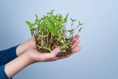 Mikroyeşil su teresini elinizde tutun. Keten minderlerin üzerinde tohum filizlendirmek. Marul filizleri ve diğer yeşillikler. Sağlıklı vitamin yiyeceği. Evde yetiş. Hobi ve bahçe işleri.