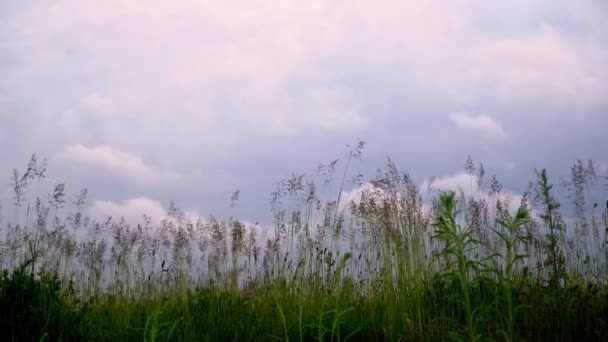 Wiesengras, Großaufnahme, Blick von unten. Grünes Feld mit wildem Gras. Präsenzeffekt — Stockvideo