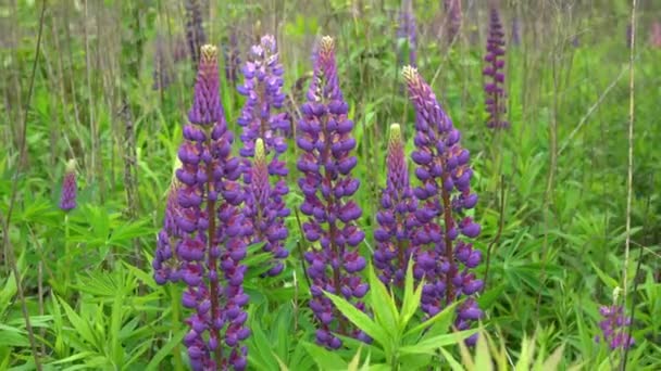 Ett fält av blommande lupin blomma närbild. Lupinus, lupinäng med lila och rosa blommor. Sommarblomman svajar i vinden. Lupiner. Bush, blad och knoppar — Stockvideo