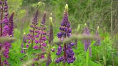 Çiçek açan lup çiçeklerinin olduğu bir tarla. Lupinus, mor ve pembe çiçekli lupin çayırı. Yaz çiçekleri rüzgarda sallanıyor. Lupinler. Bush, yapraklar ve tomurcuklar
