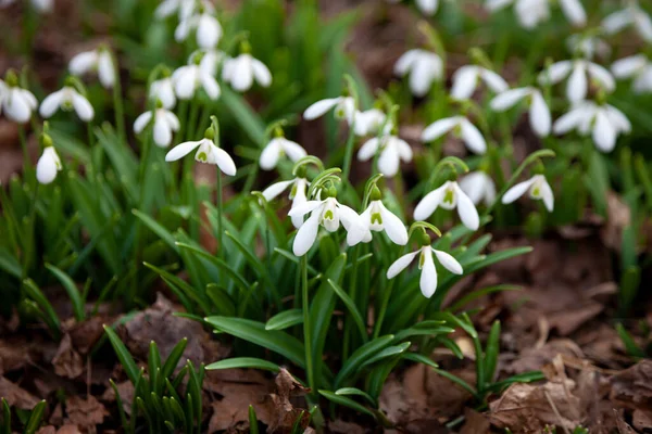 Flores nevadas en jardín, luz solar. Primeras hermosas gotas de nieve en primavera. Caída de nieve común floreciendo. Galanthus nivalis florece en el bosque de primavera — Foto de Stock