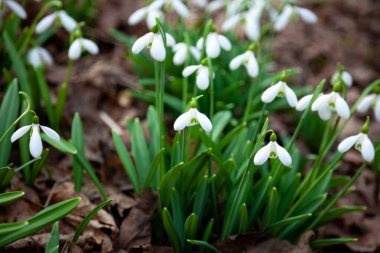 Bahçedeki kardelenler, güneş ışığı. İlkbaharda ilk güzel kar damlası. Yaygın bir kar tanesi çiçek açıyor. Bahar ormanlarında Galanthus Nivalis çiçek açtı.