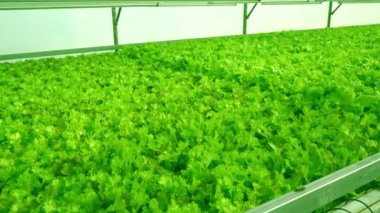 Serada marul yetiştirmek için. Frize ve Salata yeşili çiftlikleri. Çiftlikte yeşil çalılar ve fidanlar var. Tarım. Vitamin ve sağlıklı yiyecekler.