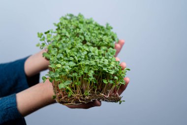 Mikro yeşili elinde tut. Keten minderlerin üzerinde tohum filizlendirmek. Marul filizleri ve diğer yeşillikler. Sağlıklı vitamin yiyeceği. Evde yetiş. Hobi ve bahçe işleri. Yiyecek için mikroyeşil.