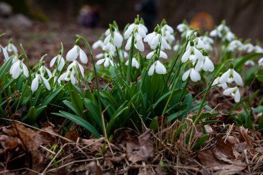 Bahçedeki kardelenler, güneş ışığı. İlkbaharda ilk güzel kar damlası. Yaygın bir kar tanesi çiçek açıyor. Bahar ormanlarında Galanthus Nivalis çiçek açtı.