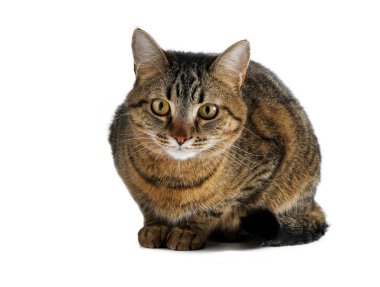 Kedi beyaz bir arka planda izole edilmiştir. Genç bir kaplumbağa kabuğu kedisi oturuyor. Kızıl çizgili evcil hayvan. Avrupa cinsinin kısa saçlı kedisi. Her zamanki gibi.