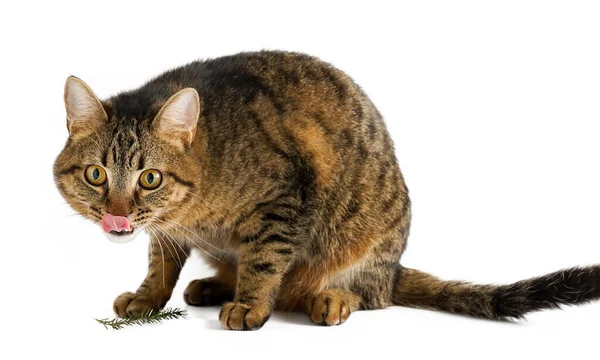 Gatto Isolato Uno Sfondo Bianco Mostra Lingua Giovane Gatto Tartaruga — Foto Stock