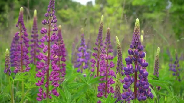 Çiçek açan lup çiçeklerinin olduğu bir tarla. Lupinus, mor ve pembe çiçekli lupin çayırı. Yaz çiçekleri rüzgarda sallanıyor. Lupinler. Bush, yapraklar ve tomurcuklar — Stok video