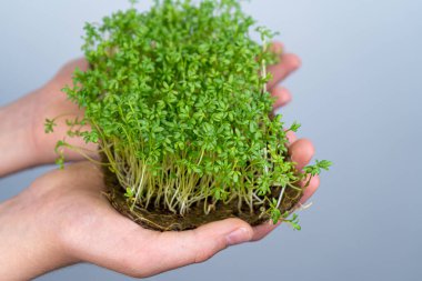 Mikroyeşil su teresini elinizde tutun. Keten minderlerin üzerinde tohum filizlendirmek. Marul filizleri ve diğer yeşillikler. Sağlıklı vitamin yiyeceği. Evde yetiş. Hobi ve bahçe işleri.