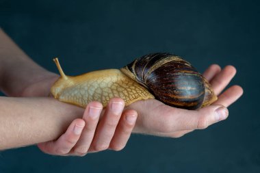 Büyük kahverengi salyangoz Achatina hazır. Evcil hayvan olarak yetiştirilen ve aynı zamanda Cometology 'de kullanılan Afrika salyangozu. İzole edilmiş siyah bir arkaplanda hayvani bir bakış açısı. Boşluğu kopyala.