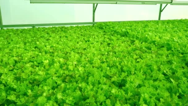 Grow lettuce close-up in the greenhouse. Green plantations of lettuce. Green bushes and seedlings on the farm. Agriculture. Vitamin and healthy food. Farm. Micro greens. — Stock Video