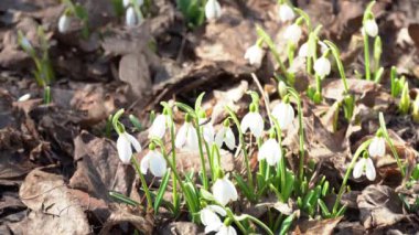 Beyaz kardelen çiçekleri. Bahar çiçeği arkaplanı. Rüzgarda sallanan kartopu tomurcuğu. Güneşli bir gün. Yaban çuha çiçeği. Galanthus Nivalis yakın plan. İlk çiçek..