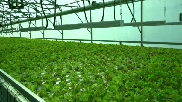 Növessz salátát az üvegházban. Frize és Saláta zöld ültetvények. Zöld bokrok és palánták a farmon. Mezőgazdaság. Vitamin és egészséges élelmiszerek — Stock videók