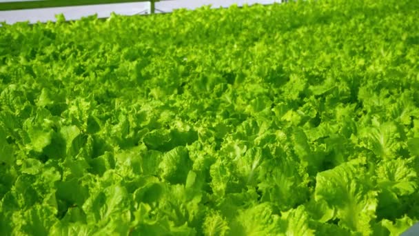 Groei sla close-up in de kas. Groene plantages van sla. Groene struiken en zaailingen op de boerderij. Landbouw. Vitamine en gezond voedsel. Boerderij. Micro-groen. — Stockvideo