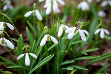 Bahçedeki kardelenler, güneş ışığı. İlkbaharda ilk güzel kar damlası. Yaygın bir kar tanesi çiçek açıyor. Bahar ormanlarında Galanthus Nivalis çiçek açtı