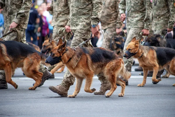 Devletin hizmetindeki köpekler. Çoban köpeği sınır muhafızı caddede. Ağızlık takmış bir bekçi köpeği. Safkan köpek ordu ile geçit töreninde.. — Stok fotoğraf