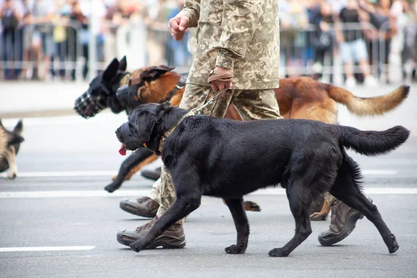 Dogs in the service of the state. Dog black labrador border guard on the street. Watchdog guard sniffer. Purebred dog on parade with the military