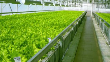 Serada marul yetiştirmek için. Frize ve Salata yeşili çiftlikleri. Çiftlikte yeşil çalılar ve fidanlar var. Tarım. Vitamin ve sağlıklı yiyecekler