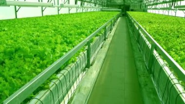 Serada marul yetiştirmek için. Frize ve Salata yeşili çiftlikleri. Çiftlikte yeşil çalılar ve fidanlar var. Tarım. Vitamin ve sağlıklı yiyecekler