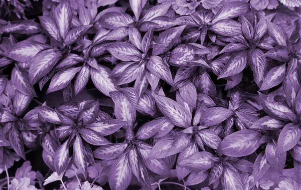 Natuur verlaat bovenaanzicht trending kleur van het jaar 2022 zeer peri, natuurlijke achtergrond. Planten gekleurd in trendy violette kleur. Abstracte lila textuur — Stockfoto