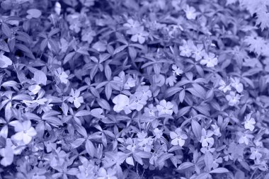 Doğa 2022 yılının en çok görülen rengini terk ediyor. Çok peri, doğal arka plan. Mor renkli bitkiler moda oldu. Soyut leylak dokusu