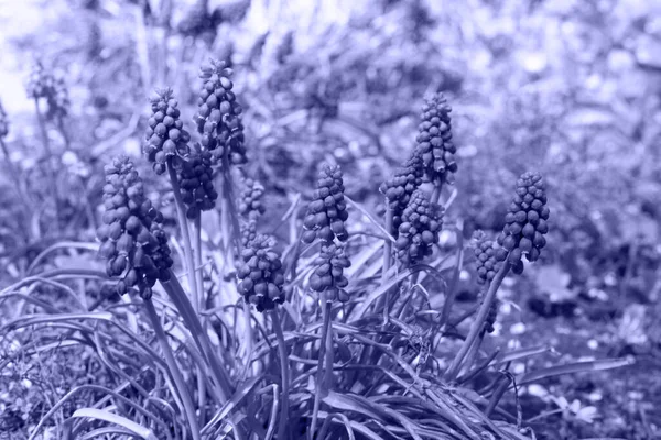 Nature laisse vue de dessus couleur tendance de l'année 2022 très péri, fond naturel. Plantes colorées en couleur violet tendance. Texture lilas abstraite — Photo