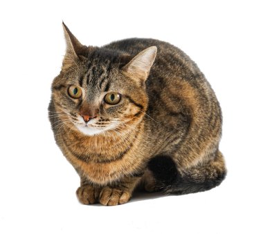 kedi beyaz bir arka plan üzerinde izole.