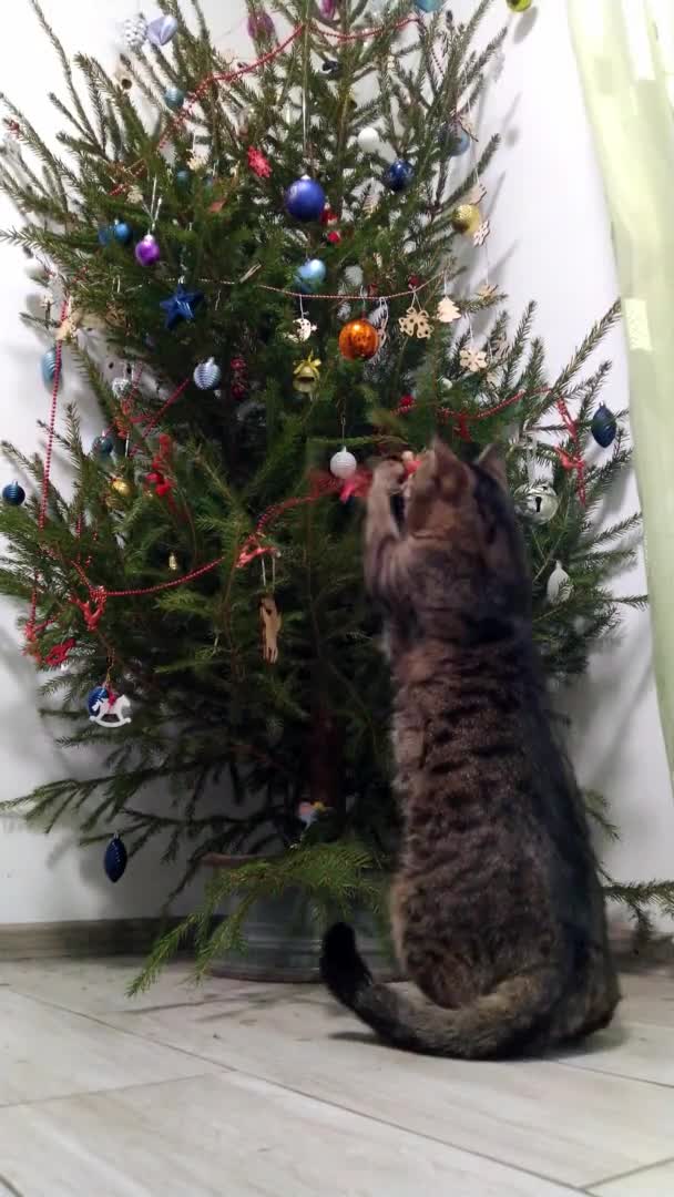 Vertikal video av en katt och en julgran. Den inhemska katten försöker ta bort julpynt och bollar och släppa trädet. En grå tabby katt tittar på en dekorerad julgran — Stockvideo