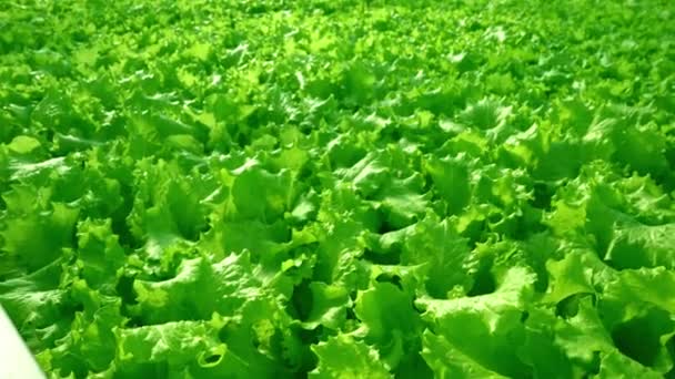 Grow lettuce close-up in the greenhouse. Green plantations of lettuce. Green bushes and seedlings on the farm. Agriculture. Vitamin and healthy food. Farm. Micro greens. — Stock Video