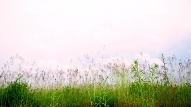 牧草地、草、クローズアップ、下のビュー。野生の草の緑のフィールド。存在効果 — ストック動画