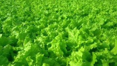 Serada yakın planda marul yetiştir. Yeşil marul tarlaları. Çiftlikte yeşil çalılar ve fidanlar var. Tarım. Vitamin ve sağlıklı yiyecekler. Çiftlik. Mikro yeşiller.