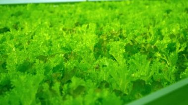 Serada Frize yaprağı marulu yetiştir. Andivy veya Chicory salatası. Cich rium 'un sonu. Kıvırcık hindiba yemek için faydalı bir bitkidir. Yeşil yapraklar ve çalılar. Bir sürü vitamin yiyeceği.