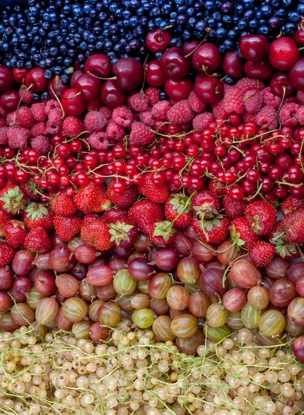 Különböző bogyók közelről. Ribizli, egres, málna, eper, feketeribizli, cseresznye. Szüret. Bogyós háttér koncepció. Nyári vitaminok — Stock Fotó