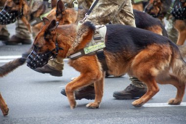 Ukrayna, Kiev - 18 Ağustos 2020: çoban köpekli sınır muhafızları. Geçit törenindeki ordu. Bekçi köpeği olan bir asker. Devletin hizmetindeki çoban köpeği. Askerler yürüyor.